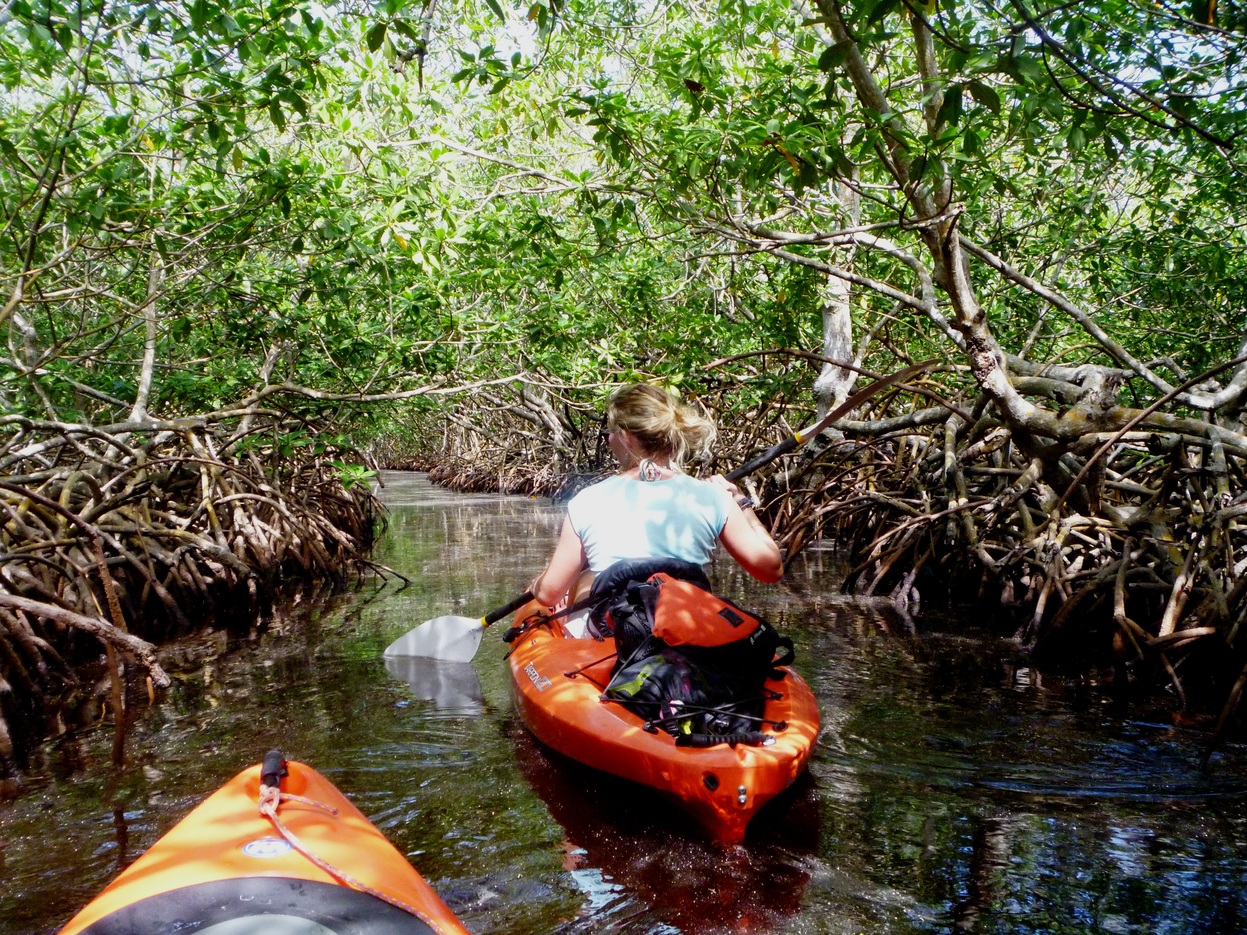 Utila, Bay Islands, mangrove kayaking